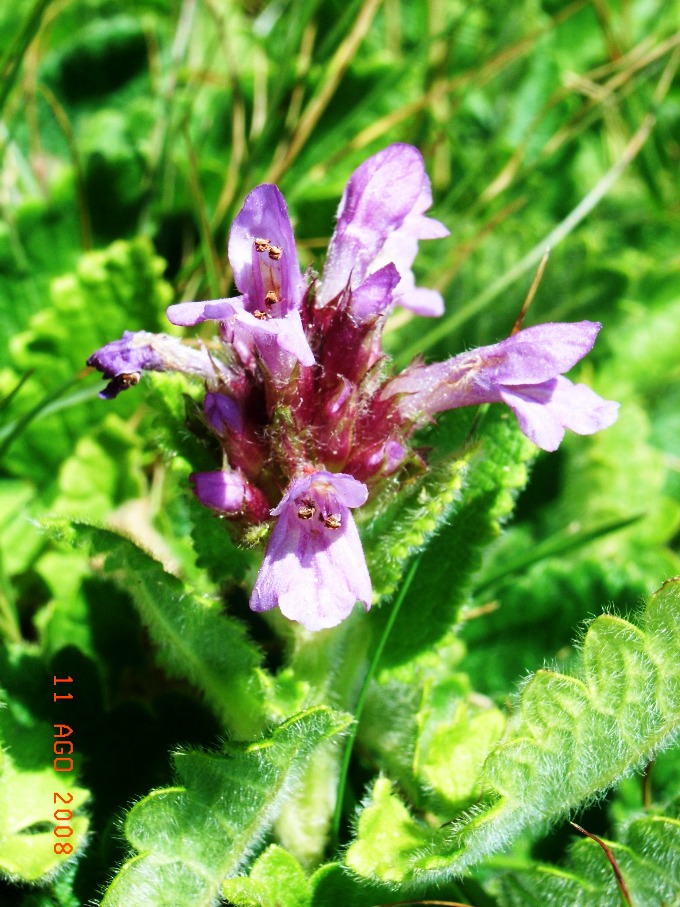 stachys pradica?